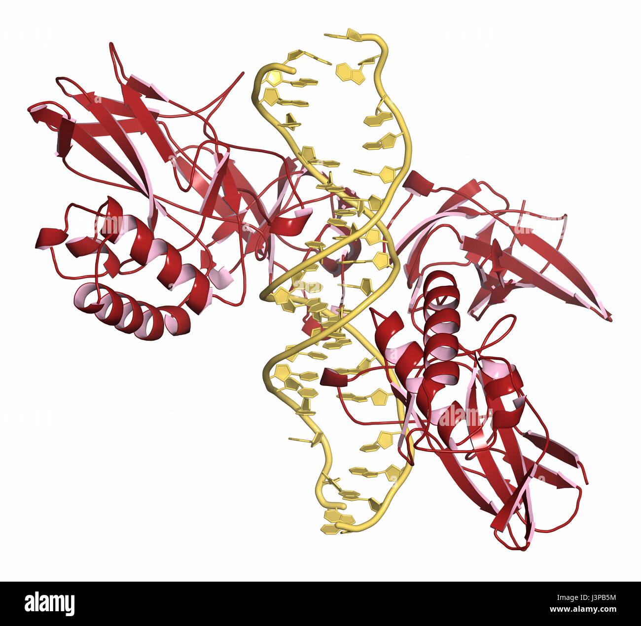 NF-kB (Fattore nucleare kappa-light-chain-enhancer di cellule B attivate)  proteina complessa. Gioca un ruolo nel cancro e infiammazione. Cartoon  representatio Foto stock - Alamy