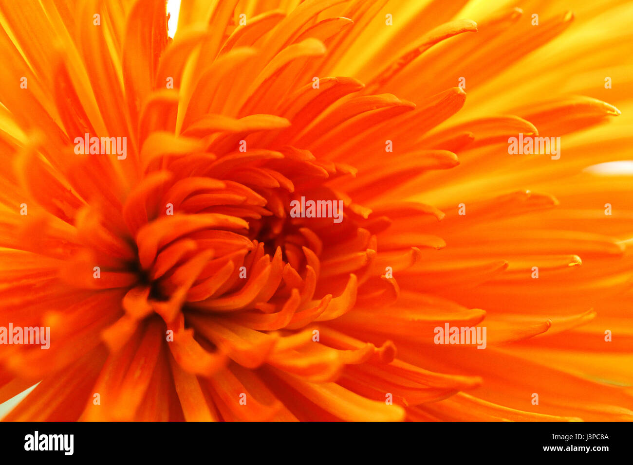Stock photo. Bella closeup immagine di un vivido arancione crisantemo fiore di testa. Foto Stock