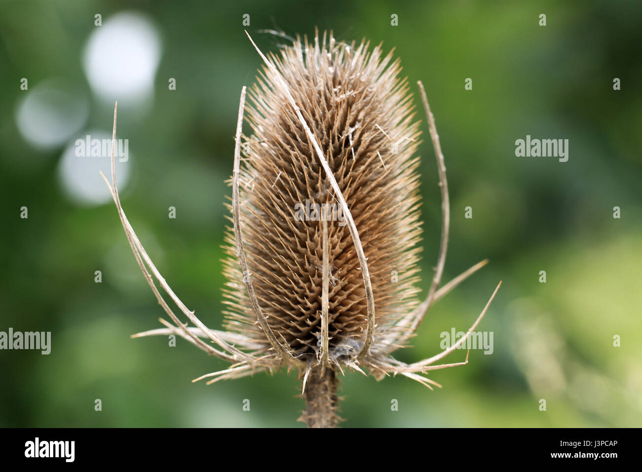 Gualchiere teasel. Questi seme essiccato capi di Stato e di governo erano una volta ampiamente utilizzato come pettini in lavorazione dei tessili. Foto Stock