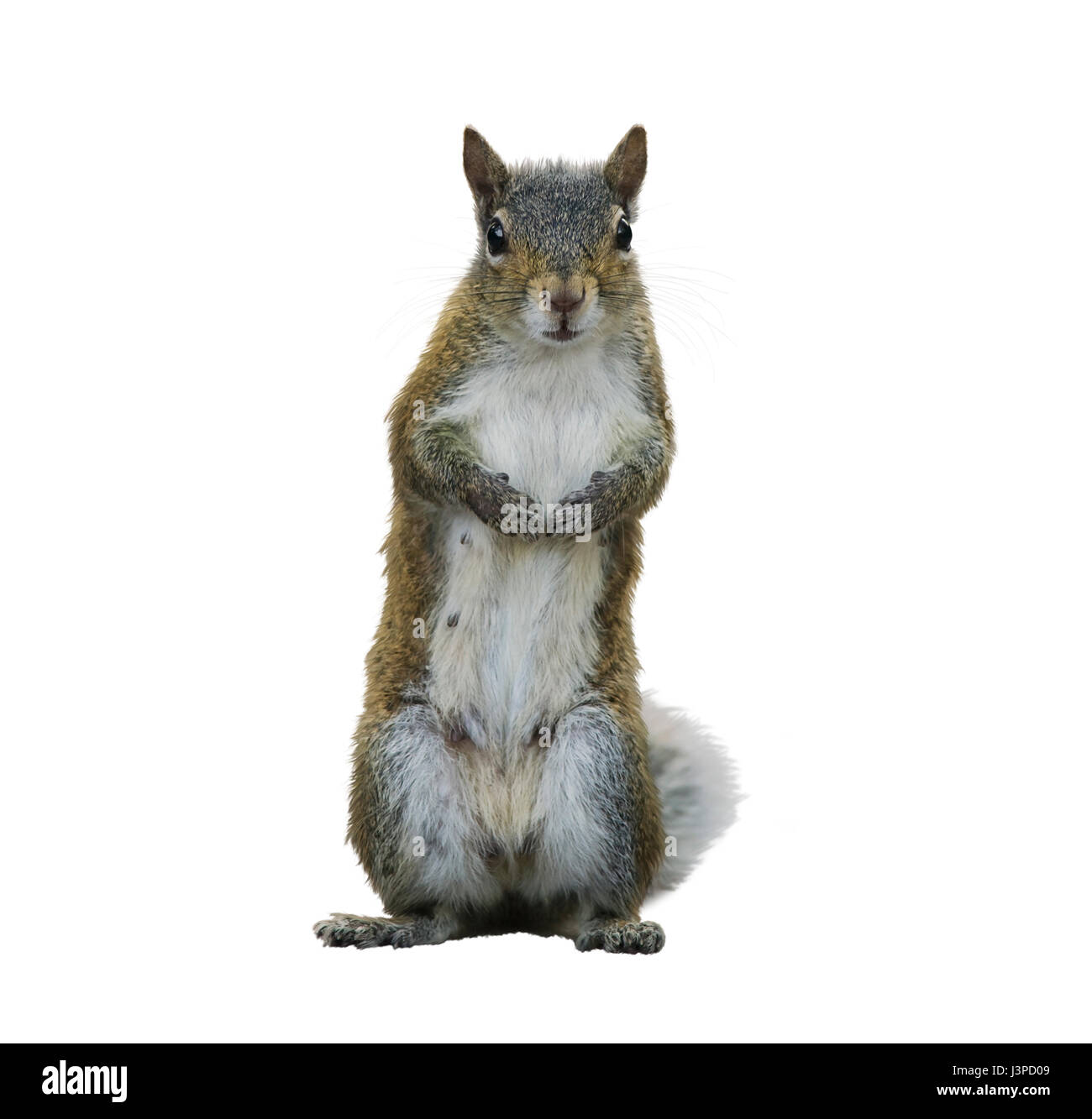 American scoiattolo grigio isolato su sfondo bianco Foto Stock