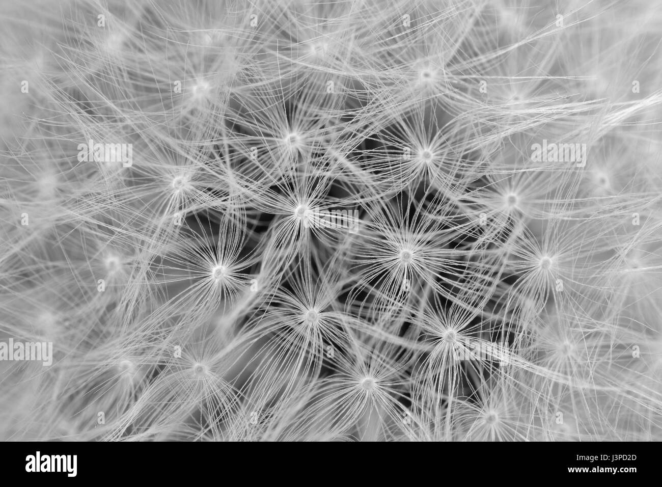 Macro astratto di semi di dente di leone Foto Stock