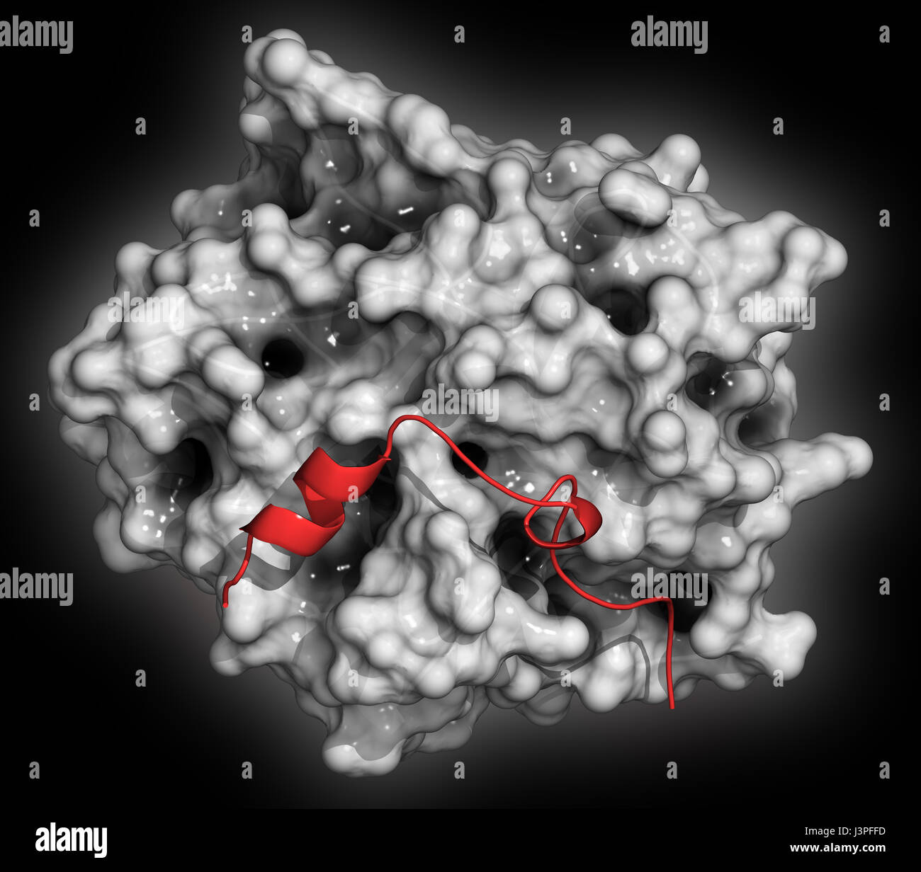 La trombina sangue-enzima di coagulazione umano alfa-trombina molecola è una proteina chiave alla cascata di coagulazione del sangue. Converte il fibrinogeno solubile in inso Foto Stock