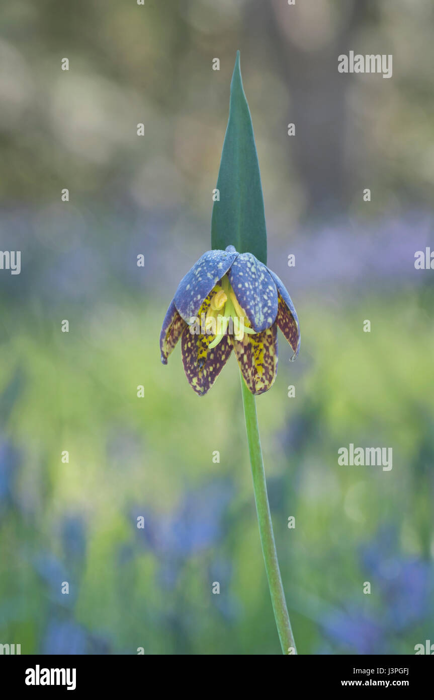 Giglio di cioccolato, la missione di campane, Checker Lily (fritillaria lanceolata, fritillaria affinis) fiore in Prato Foto Stock