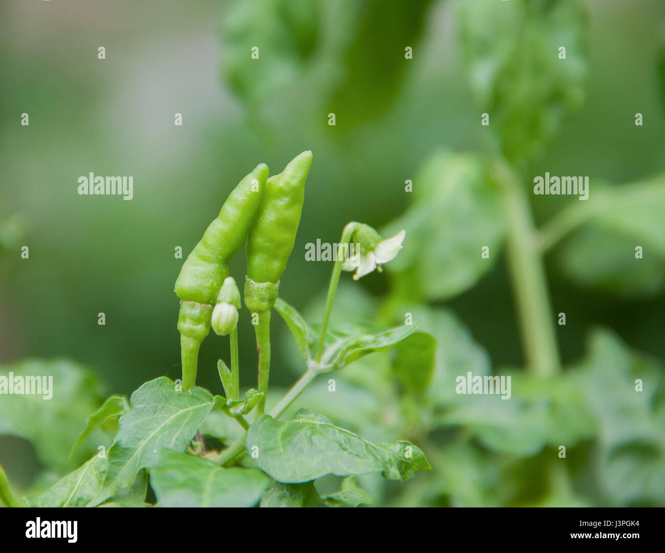 Giovani peperoncino verde e baby chili su albero verde Foto Stock