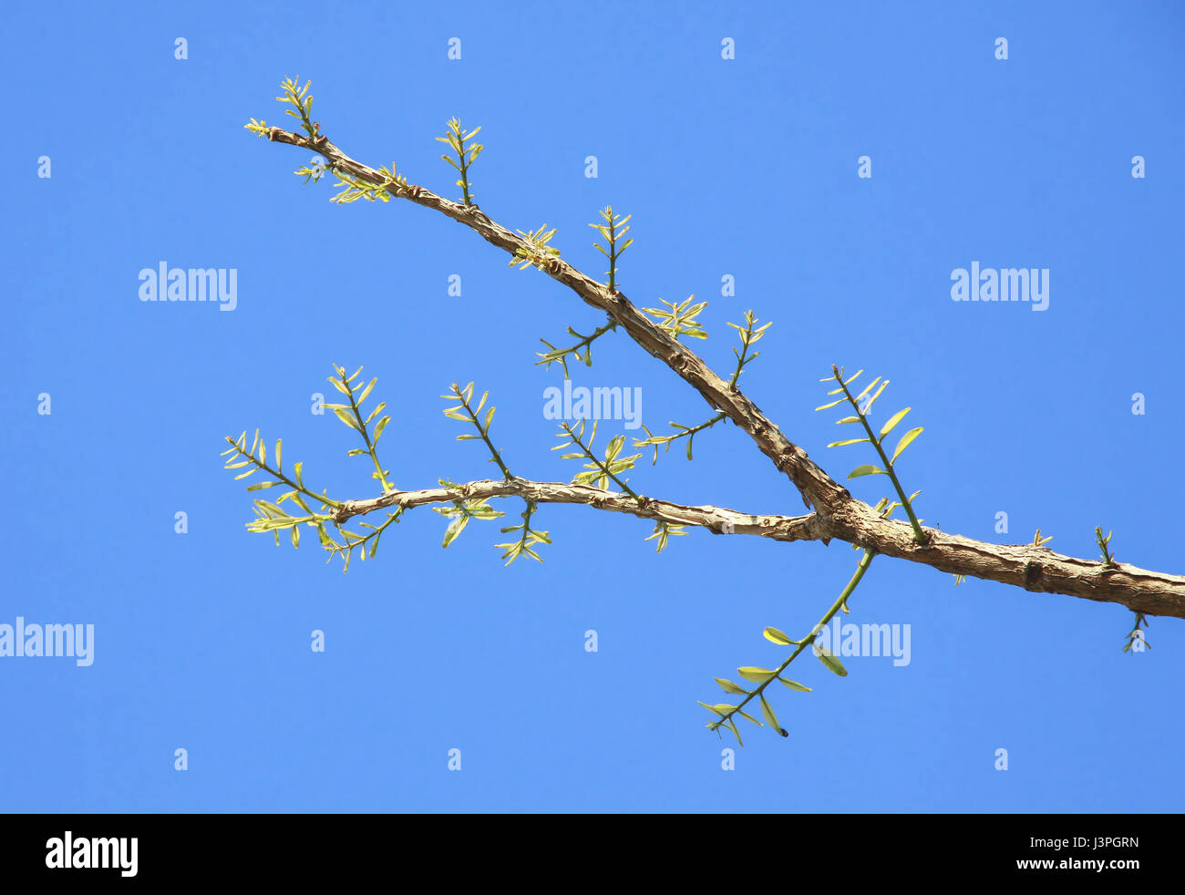 Le foglie sono la germogliazione e crescente con cielo blu sui rami in primavera Foto Stock
