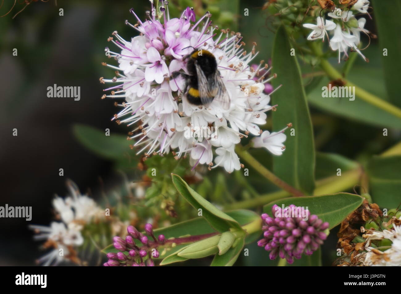 Fiori di Hebe Foto Stock