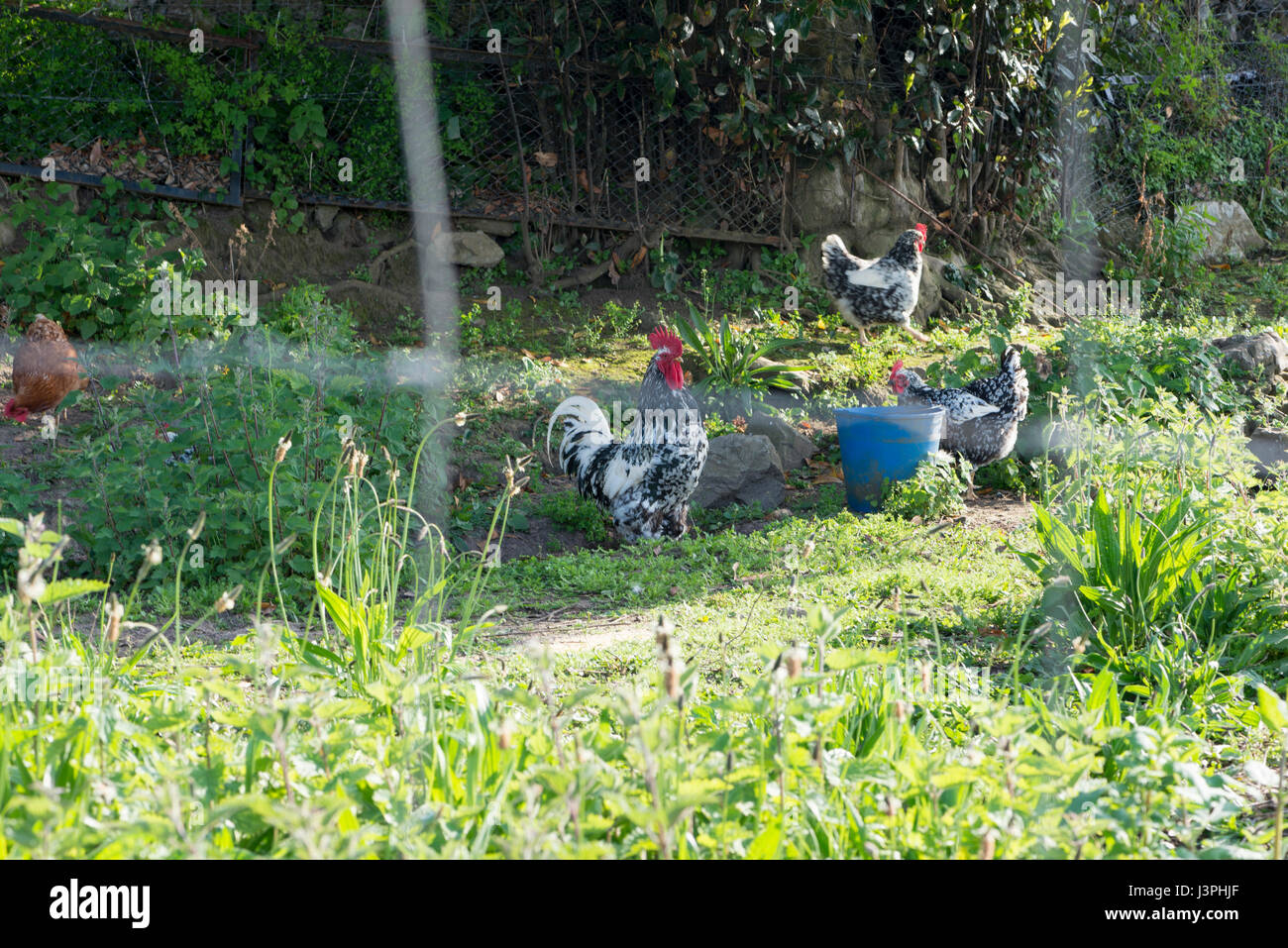 Molti polli allentato da un recinto esterno Foto Stock