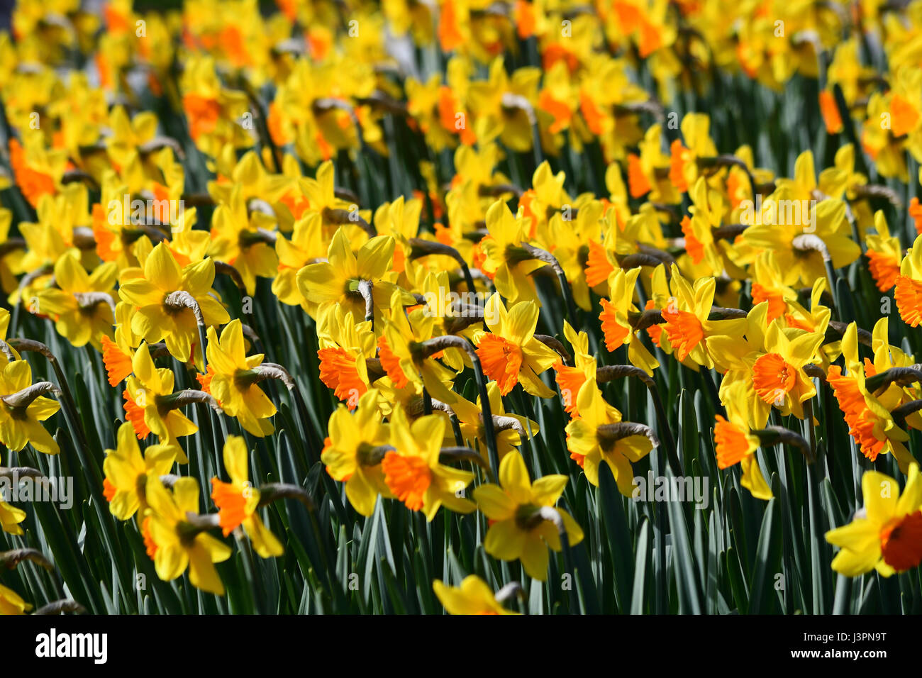 Campo di daffodils giallo Foto Stock