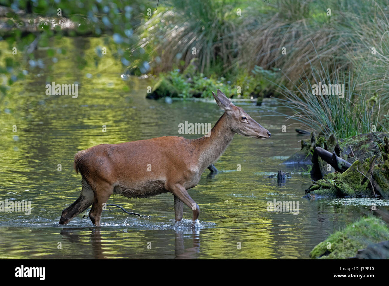 Il cervo (Cervus elaphus) camminando attraverso acqua, Schleswig- Holstein, Germania, Europa Foto Stock