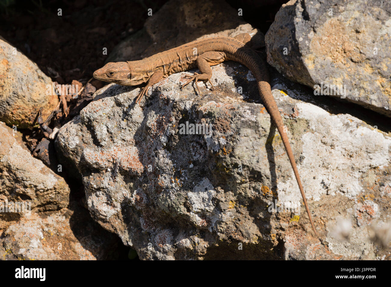 Maschio di Gallot lizard, Las Tricias, Puntagorda, La Palma, Spagna, Gallotia galloti palmae, Foto Stock