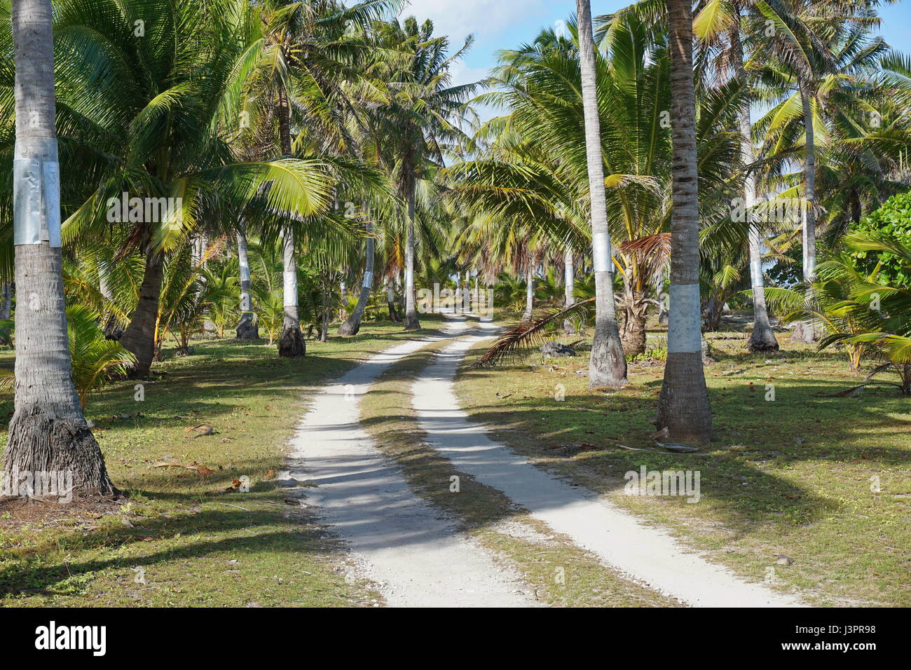 Percorso attraverso le piantagioni di palme da cocco, atollo di Tikehau, Arcipelago Tuamotu, Polinesia francese, Sud Pacifico Foto Stock