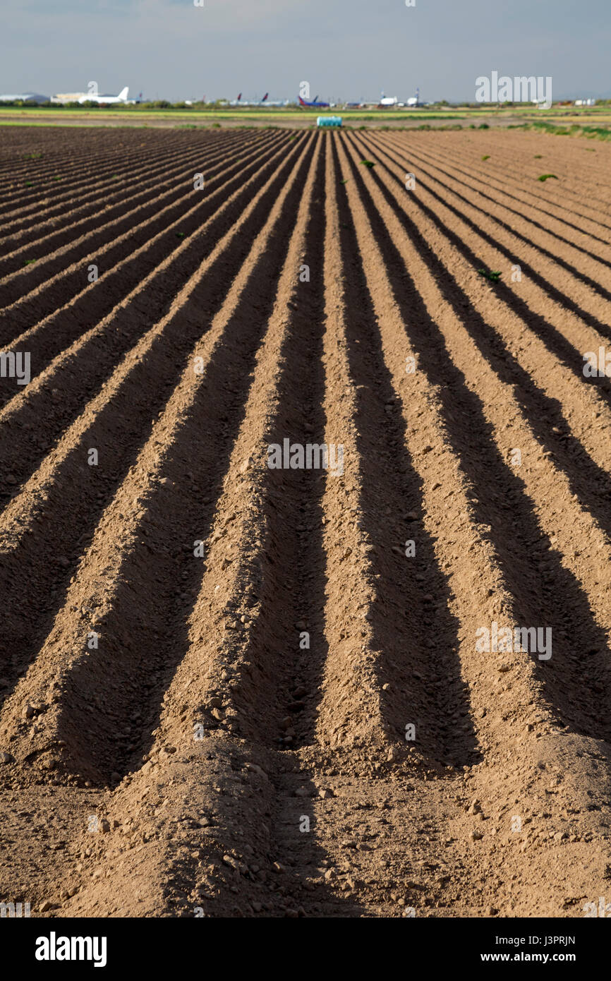 Marana, Arizona - Terreni agricoli nel Deserto Sonoran vicino al Pinal Airpark. Foto Stock