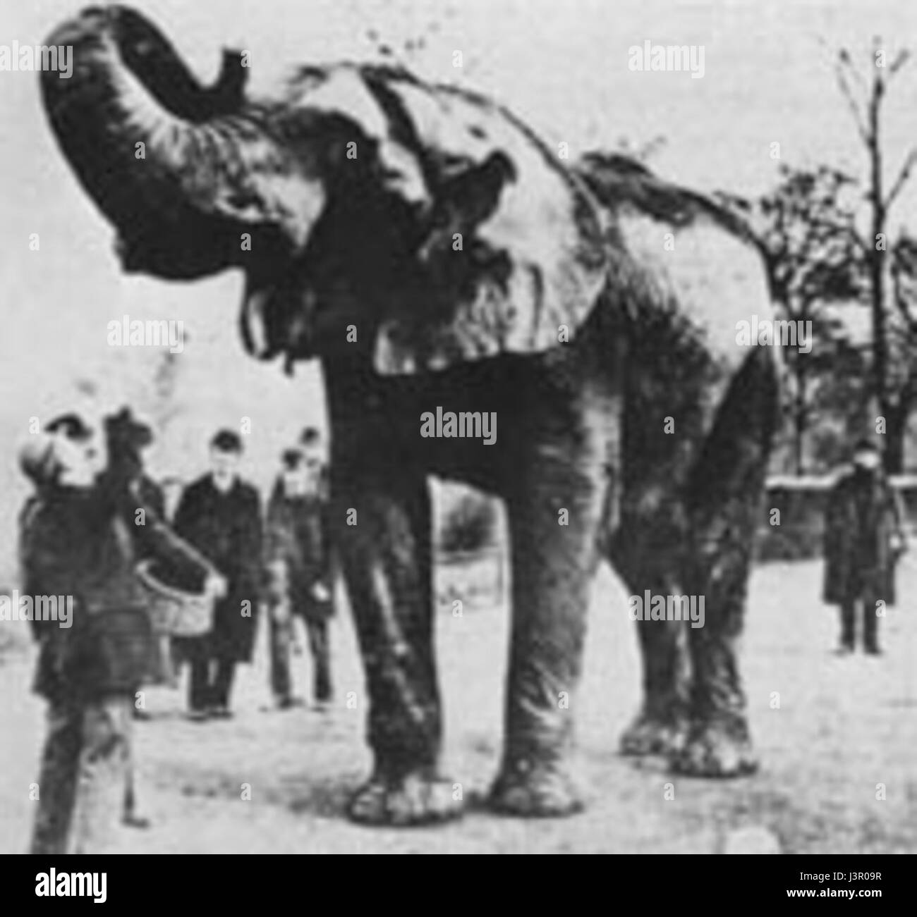 JumboElephant Foto Stock