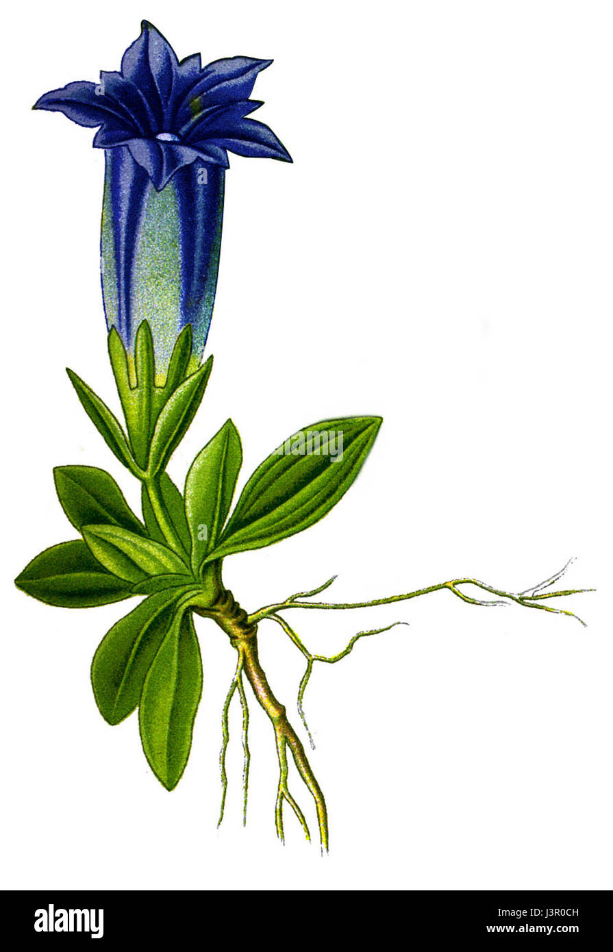 Illustrazione Gentiana acaulis Foto Stock