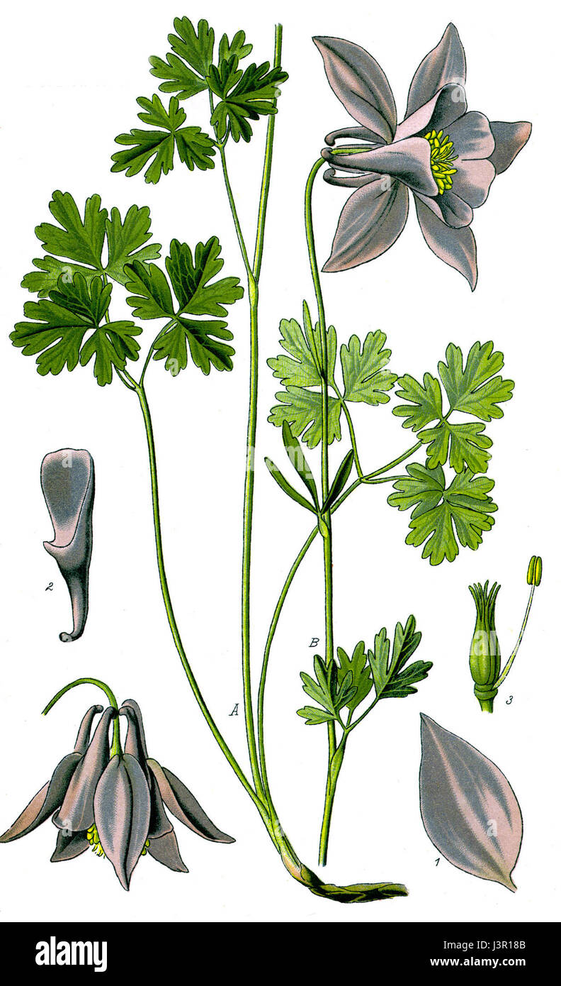 Questa illustrazione raffigura l'Aquilegia alpina, comunemente nota come la colombina alpina, una pianta fiorita originaria delle regioni montuose d'Europa. Conosciuta per i suoi fiori unici a forma di campana e i colori vivaci, prospera negli ambienti rocciosi alpini. L'illustrazione cattura i delicati dettagli dei petali e della struttura del plantâ, che fungono da accurata rappresentazione botanica. Foto Stock