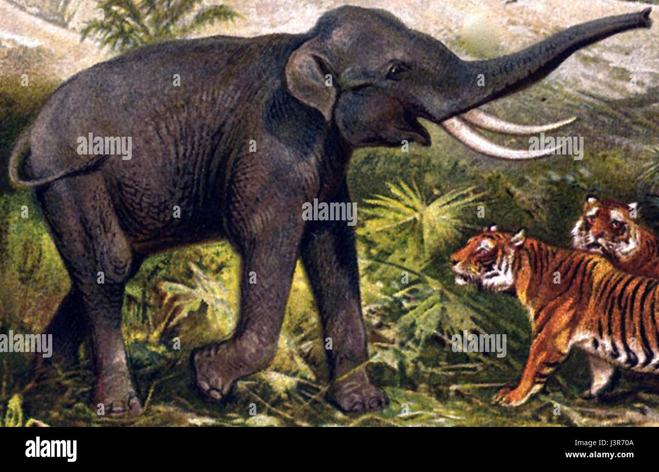 Indischer Elefant Foto Stock