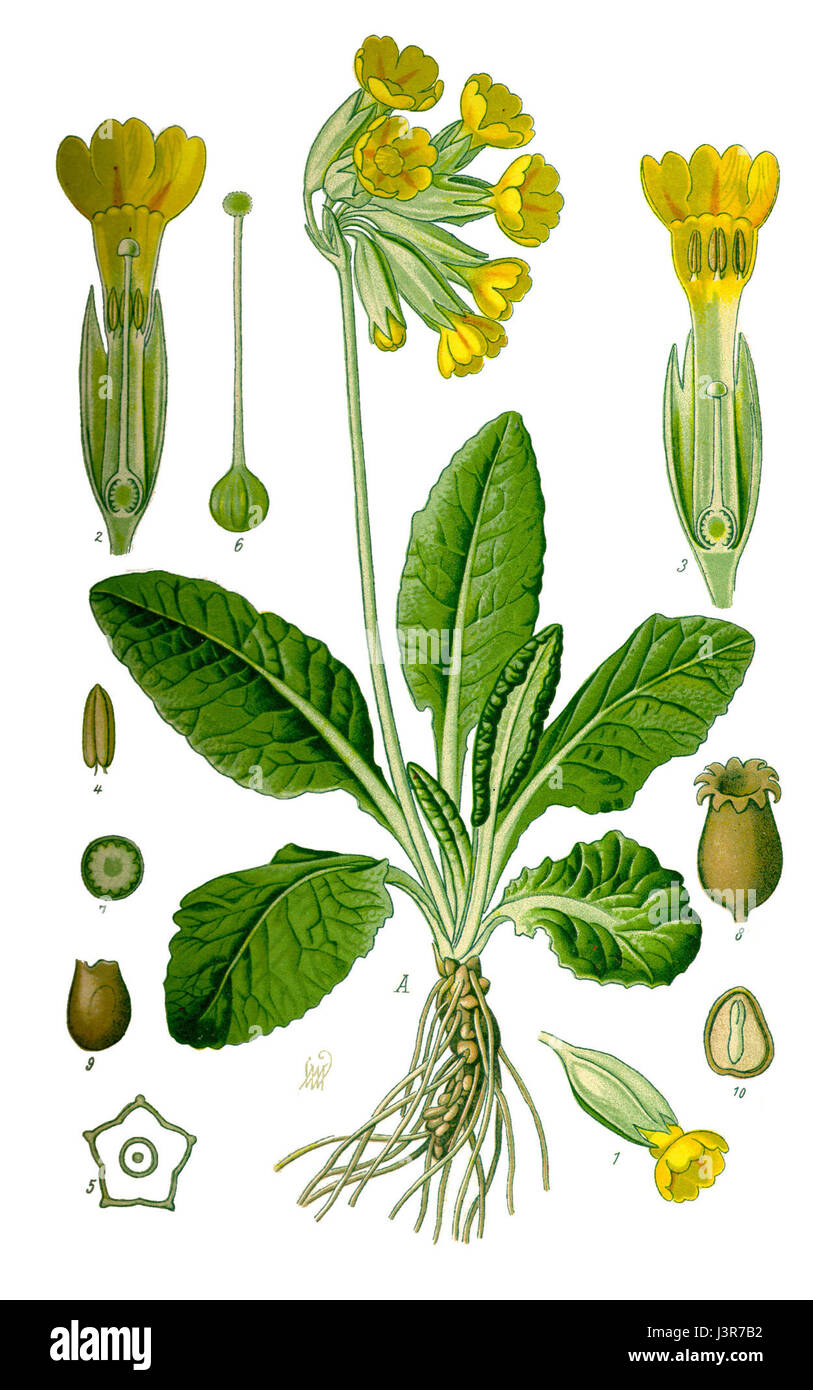 Illustrazione Primula veris0 pulito Foto Stock