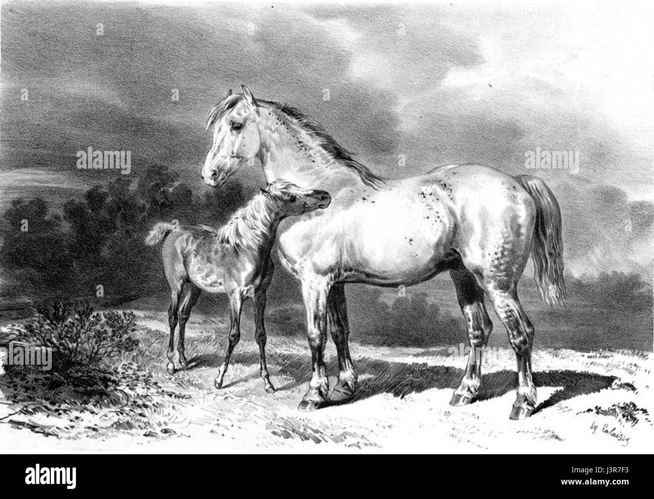 Jument boulonnaise et son poulain GAYOT ATLAS STATISTIQUE 1850 Foto Stock