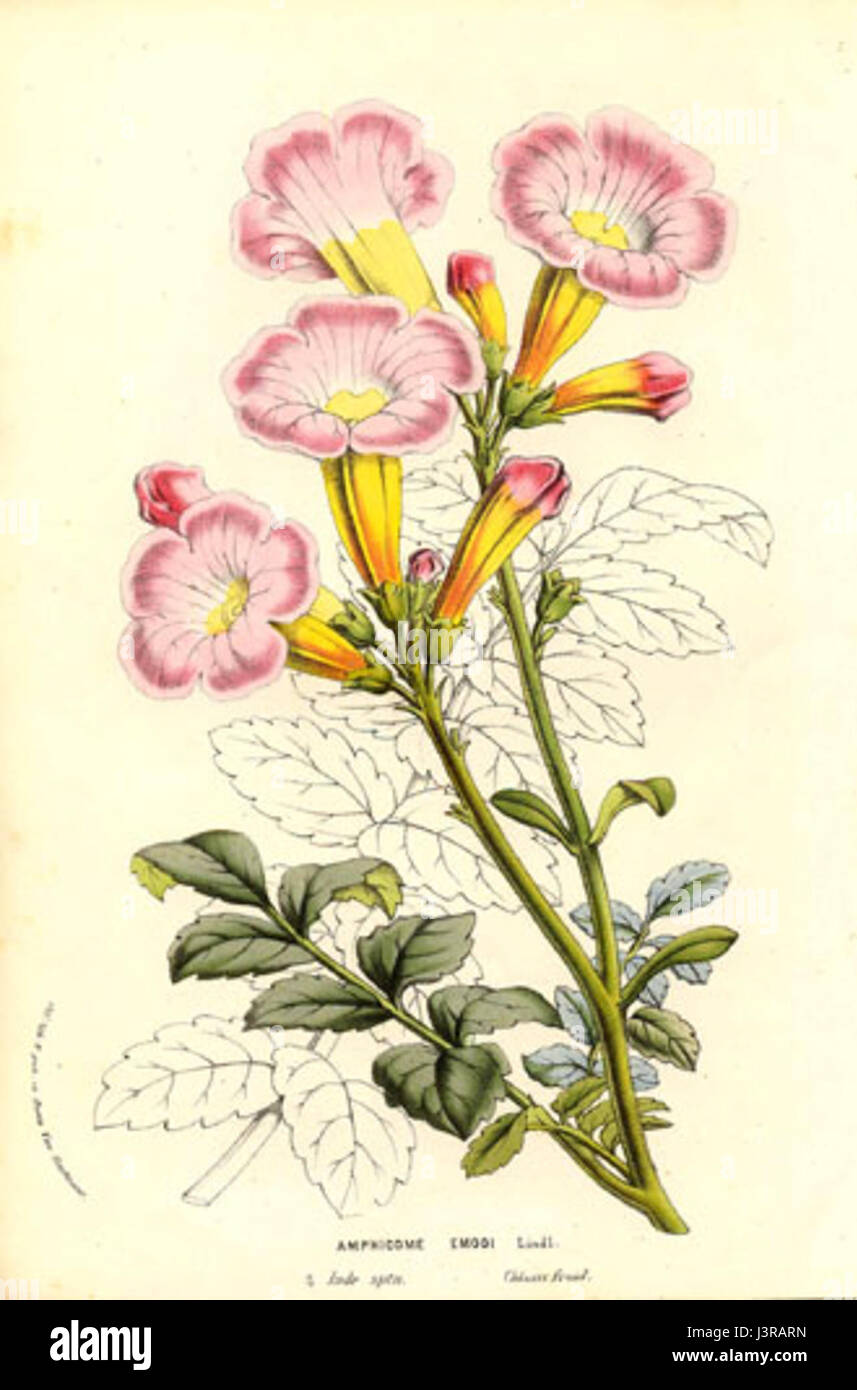 L'Incarvillea emodi Lemaire è una specie di pianta in fiore originaria dell'Himalaya. Conosciuta per i suoi vibranti fiori a forma di tromba, è spesso utilizzata nel giardinaggio ornamentale e nell'orticoltura. Foto Stock