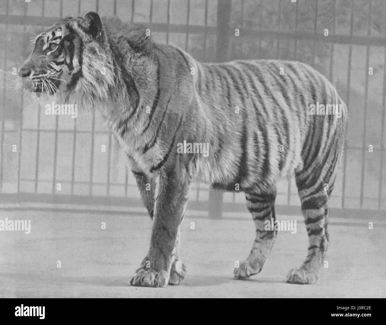 Tigre del Java Foto Stock