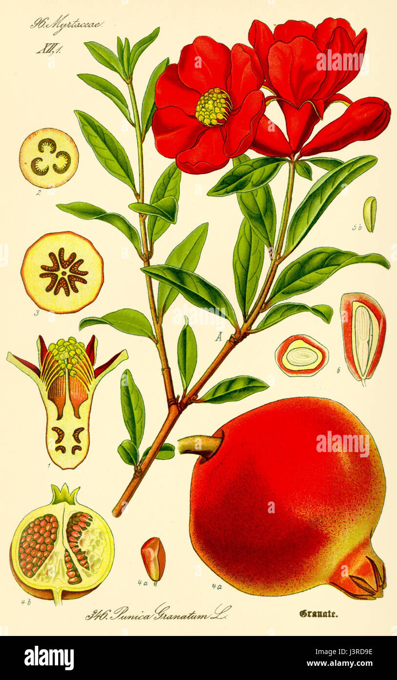 Questa illustrazione mostra Punica granatum, comunemente noto come melograno. L'immagine raffigura probabilmente il frutto, la pianta o il fiore in dettaglio botanico, mostrando le sue caratteristiche distintive come il frutto rosso e le foglie lucide. Foto Stock