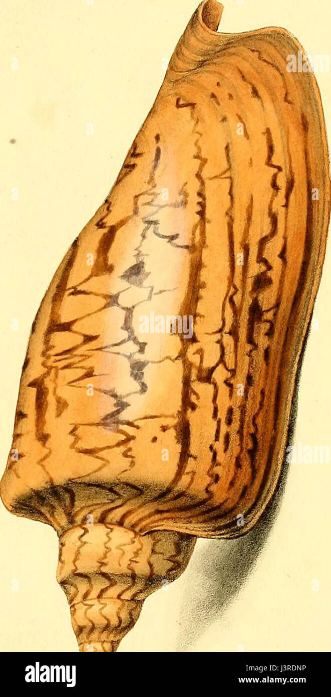 "Conchology esotiche; o le figure e le descrizioni di rara, bella, o gusci undescribed, disegnato su pietra dalla maggior parte selezionare esemplari .." (1821) Foto Stock