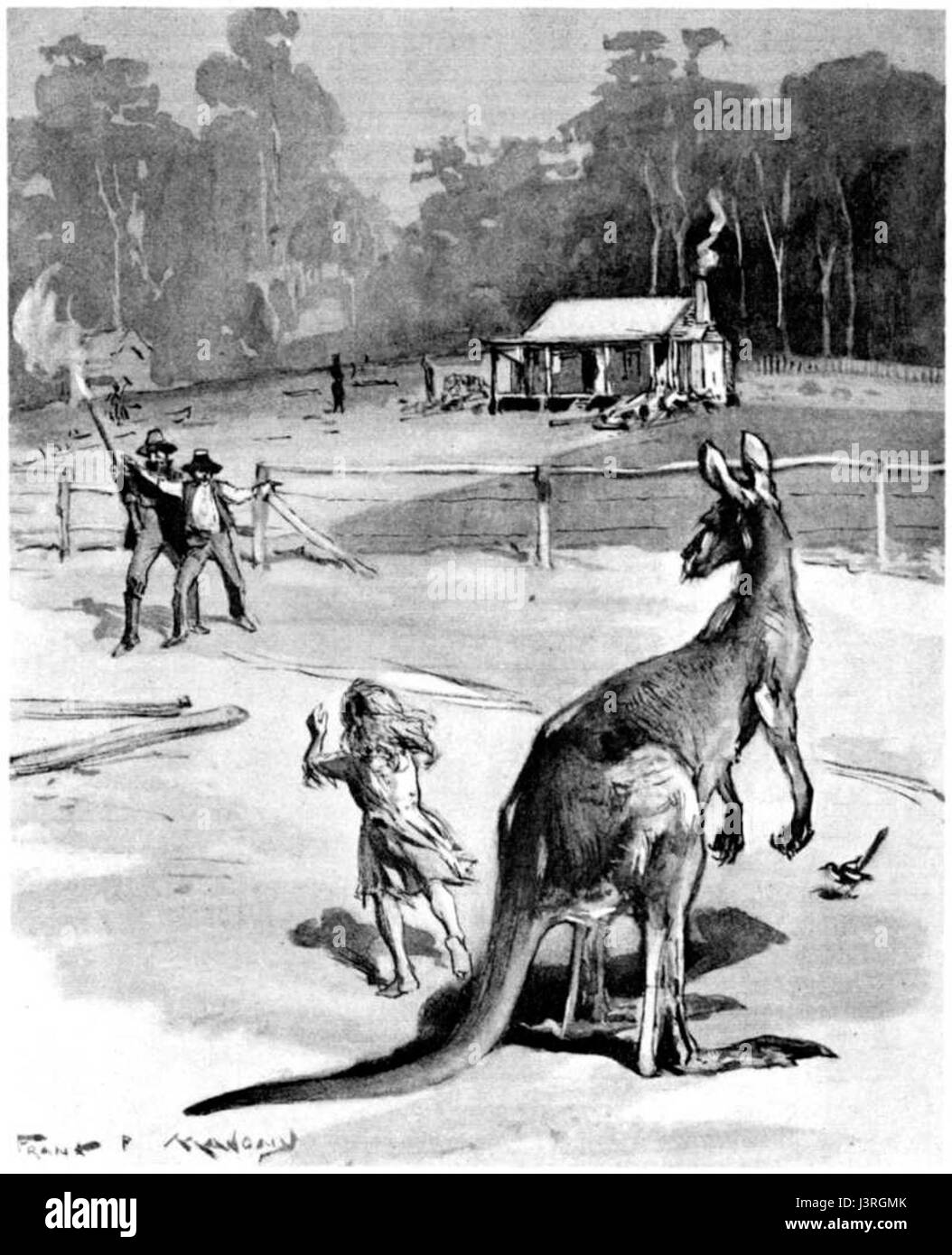 Canguro malato 16 Foto Stock