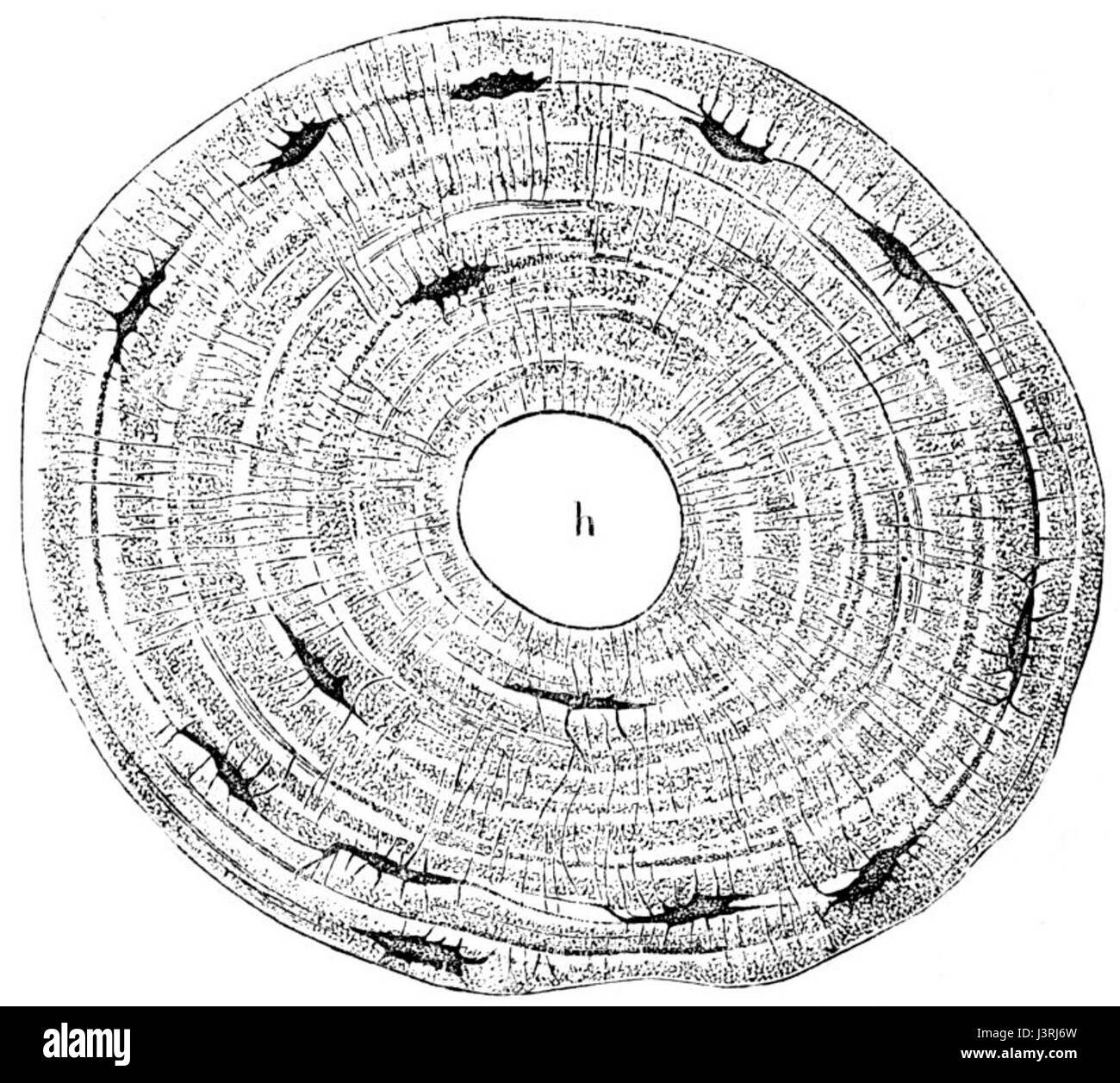 Il termine "Knochenschnitt" si riferisce a uno stile specifico di disegno spesso correlato agli studi anatomici. Questi disegni si concentrano sulla struttura ossea, comunemente utilizzata nelle illustrazioni mediche o scientifiche. Foto Stock