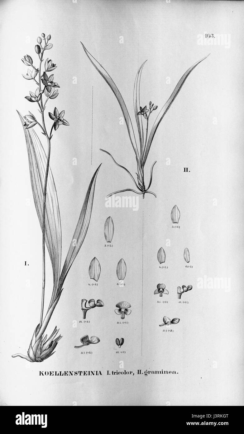 Tricolore Koellensteinia Koellensteinia graminea Fl.br.3 5 103 Foto Stock