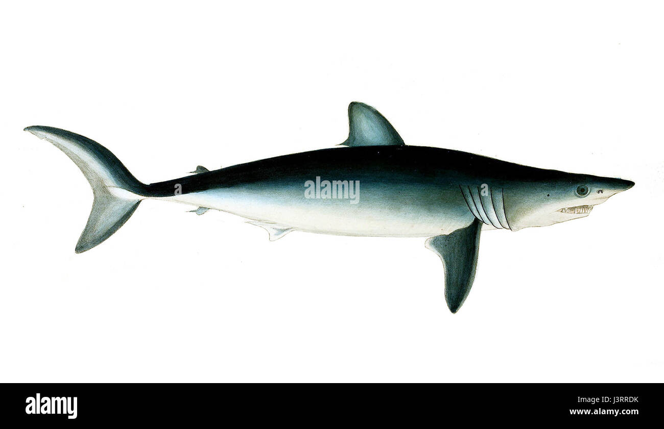 Isurus oxyrinchus 1838 Foto Stock