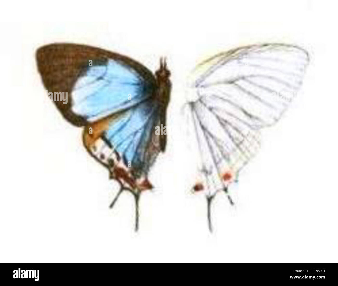 Iolaus trimeni, noto come zaffiro di Trimen, è una specie di farfalle della famiglia Lycaenidae. Il suo habitat comprende la Repubblica democratica del Congo meridionale, l'Angola sudorientale, lo Zambia, la Tanzania, il Malawi, Zimbabwe, Mozambico, Swaziland e Sud Africa, comprese regioni come il KwaZulu-Natal settentrionale, Mpumalanga, Gauteng e la provincia del Nord-Ovest. L'apertura alare varia da 34 a 40 mm nei maschi a 36–42 mm nelle femmine. Gli adulti sono presenti tutto l'anno nelle aree più calde, con picchi di attività da settembre a gennaio nelle regioni più fredde. Le larve si nutrono di specie di Tapinanthus. Foto Stock