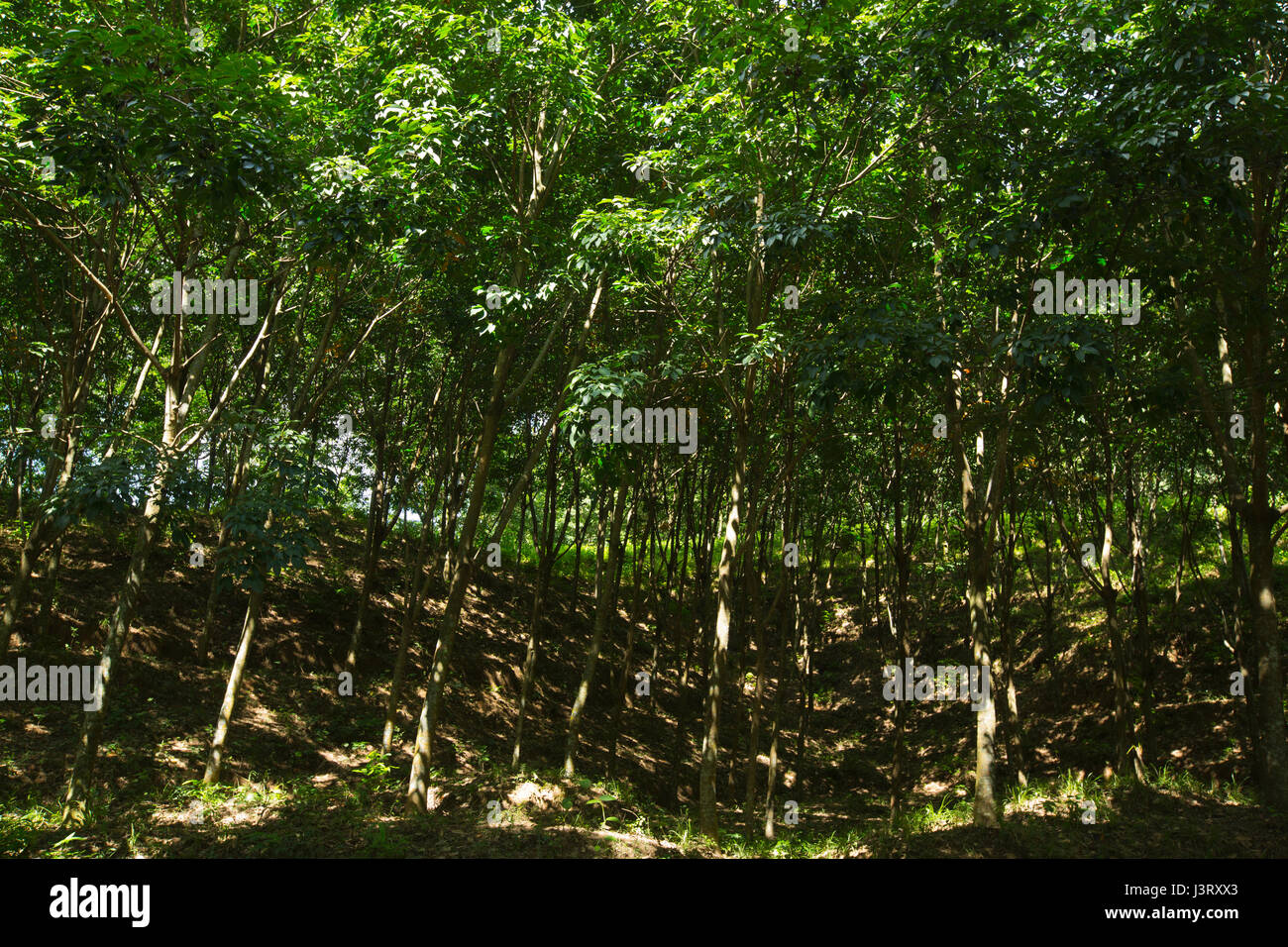 Gomma di piantagione di alberi in Moulvibazar, Bangladesh Foto Stock