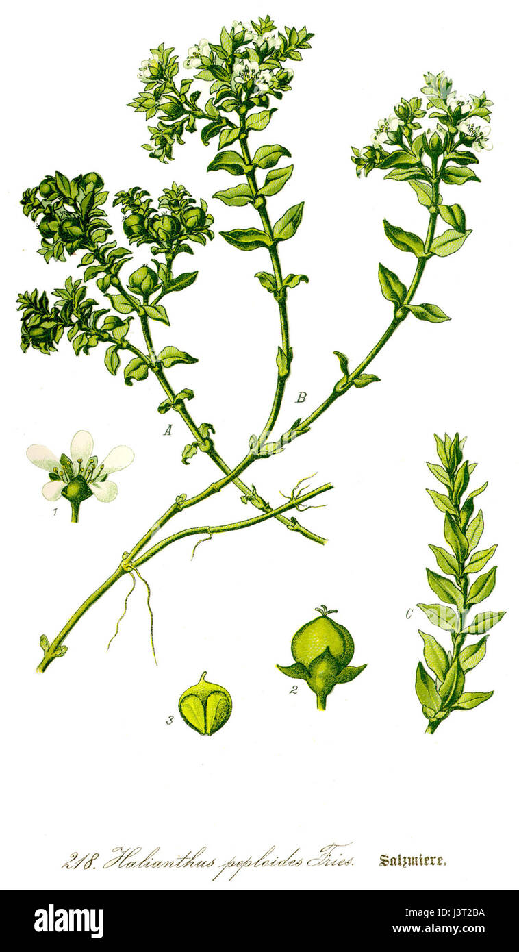 L'illustrazione raffigura *Honckenya peploides*, una specie di piante costiere presente in Europa. È comunemente nota come erba di sabbia marina e prospera in ambienti sabbiosi e salini, in particolare lungo le coste. Foto Stock L'illustrazione raffigura *Honckenya peploides*, una specie di piante costiere presente in Europa. È comunemente nota come erba di sabbia marina e prospera in ambienti sabbiosi e salini, in particolare lungo le coste. Foto Stock