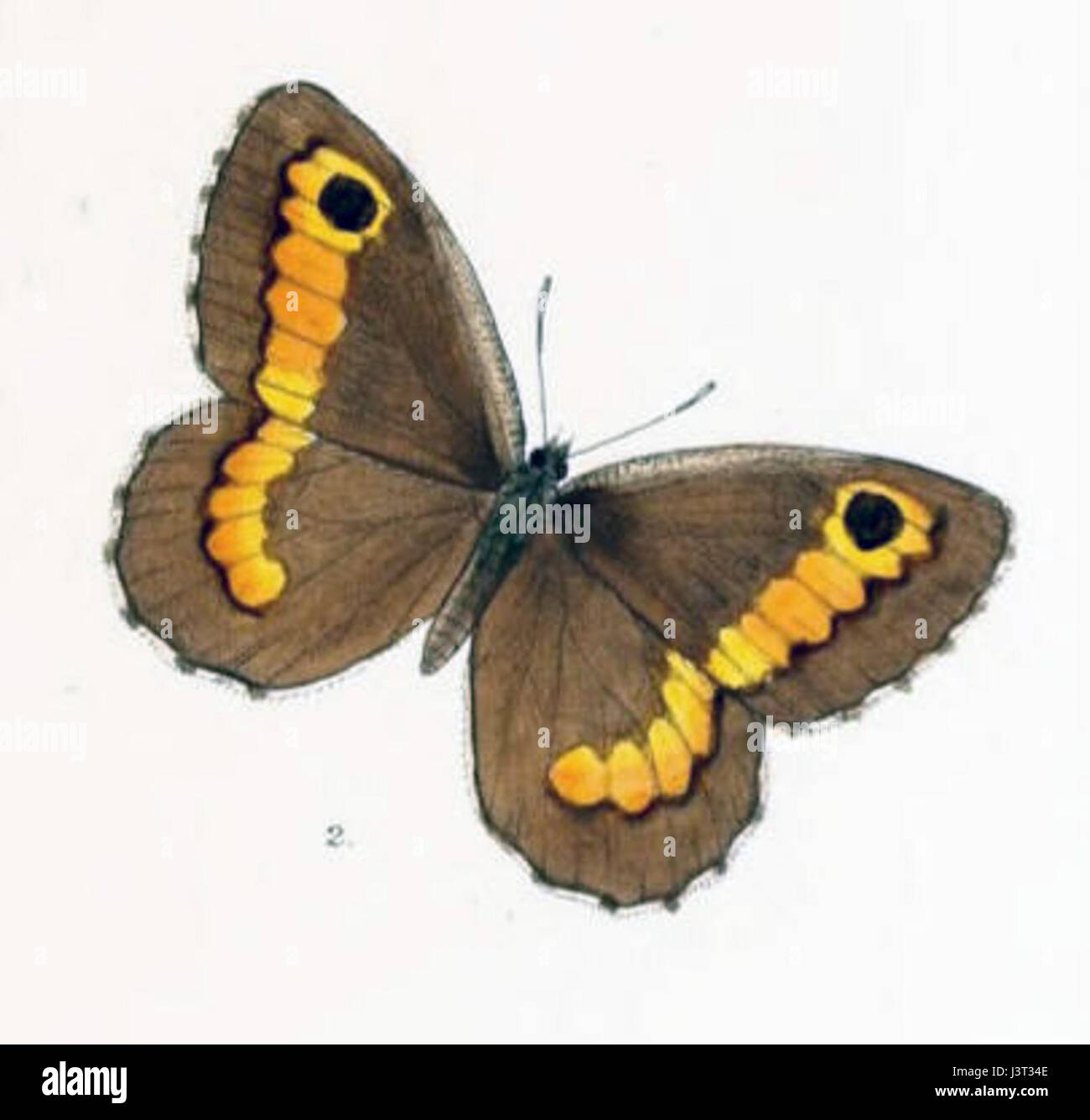 KanetisaDigna102 2 Foto Stock