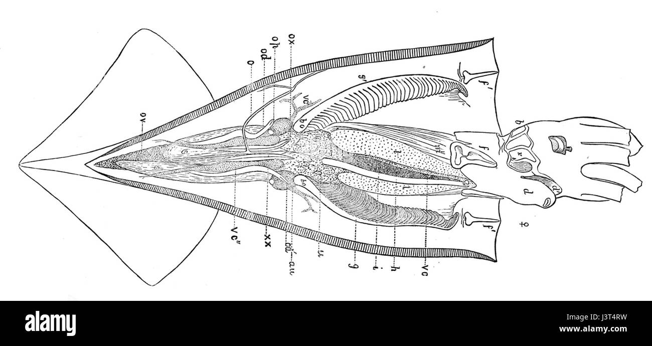 Un'illustrazione scientifica dell'anatomia di *Illex illecebrosus*, una specie di calamari. Foto Stock