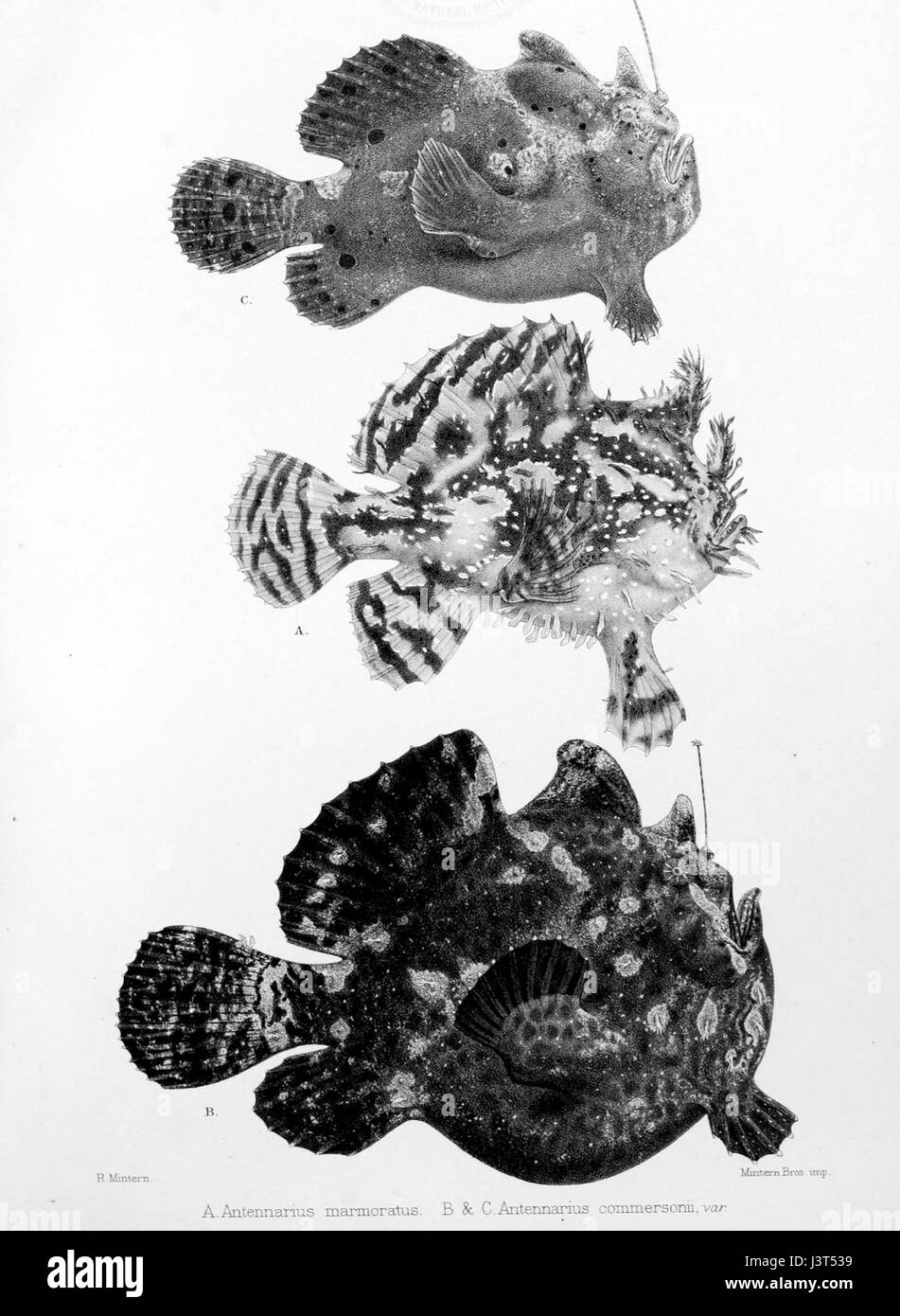 Journaldesmuseum04muse 0087 Foto Stock