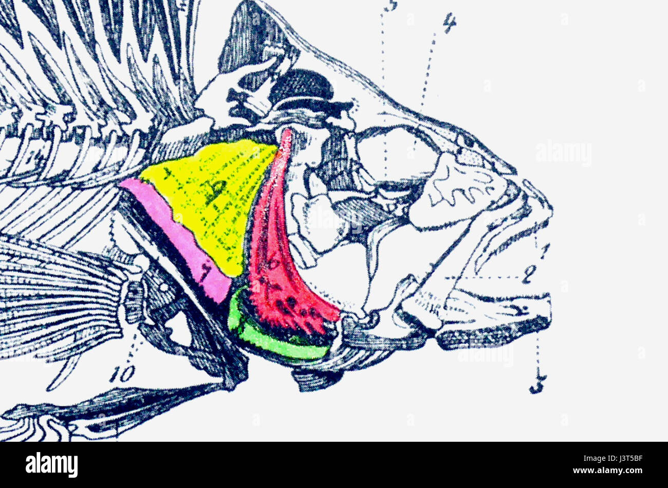 Kiemendeckelknochen si riferisce a un tipo di osso trovato nelle branchie di alcuni organismi acquatici, probabilmente riferendosi a un termine scientifico o anatomico correlato alla biologia marina. Il termine può descrivere una caratteristica nei pesci o negli anfibi che favorisce la respirazione. Foto Stock