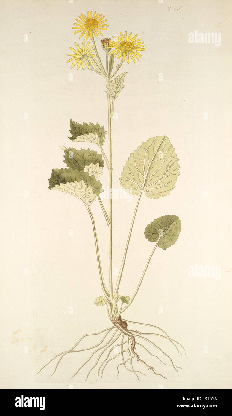 Jacobaea alpina Foto Stock