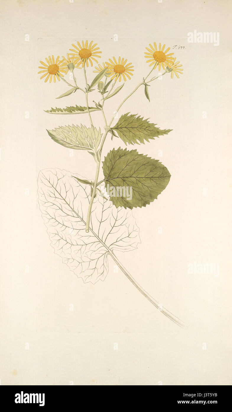 Jacobaea subalpina è una specie vegetale originaria delle regioni subalpine. Conosciuta per i suoi fiori gialli, svolge un ruolo importante negli ecosistemi locali e si trova spesso nelle zone rocciose e montane. Foto Stock