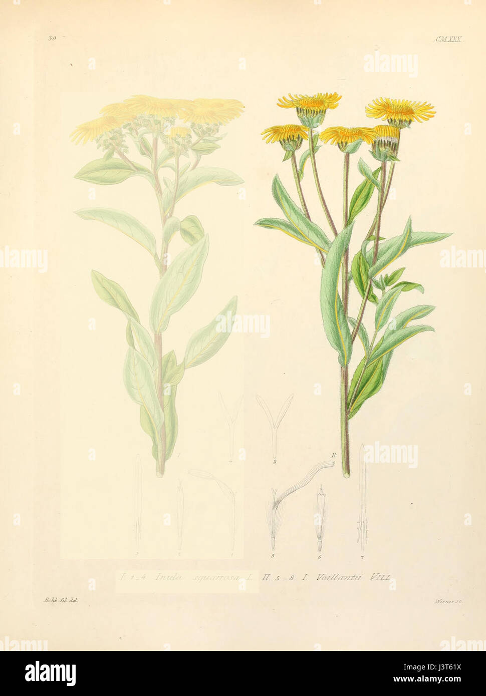 Inula helvetica, comunemente nota come testa gialla svizzera, è una specie di piante in fiore originaria delle regioni montuose d'Europa. Si trova spesso nei prati alpini ed è conosciuta per i suoi fiori gialli vibranti e le proprietà medicinali. Foto Stock