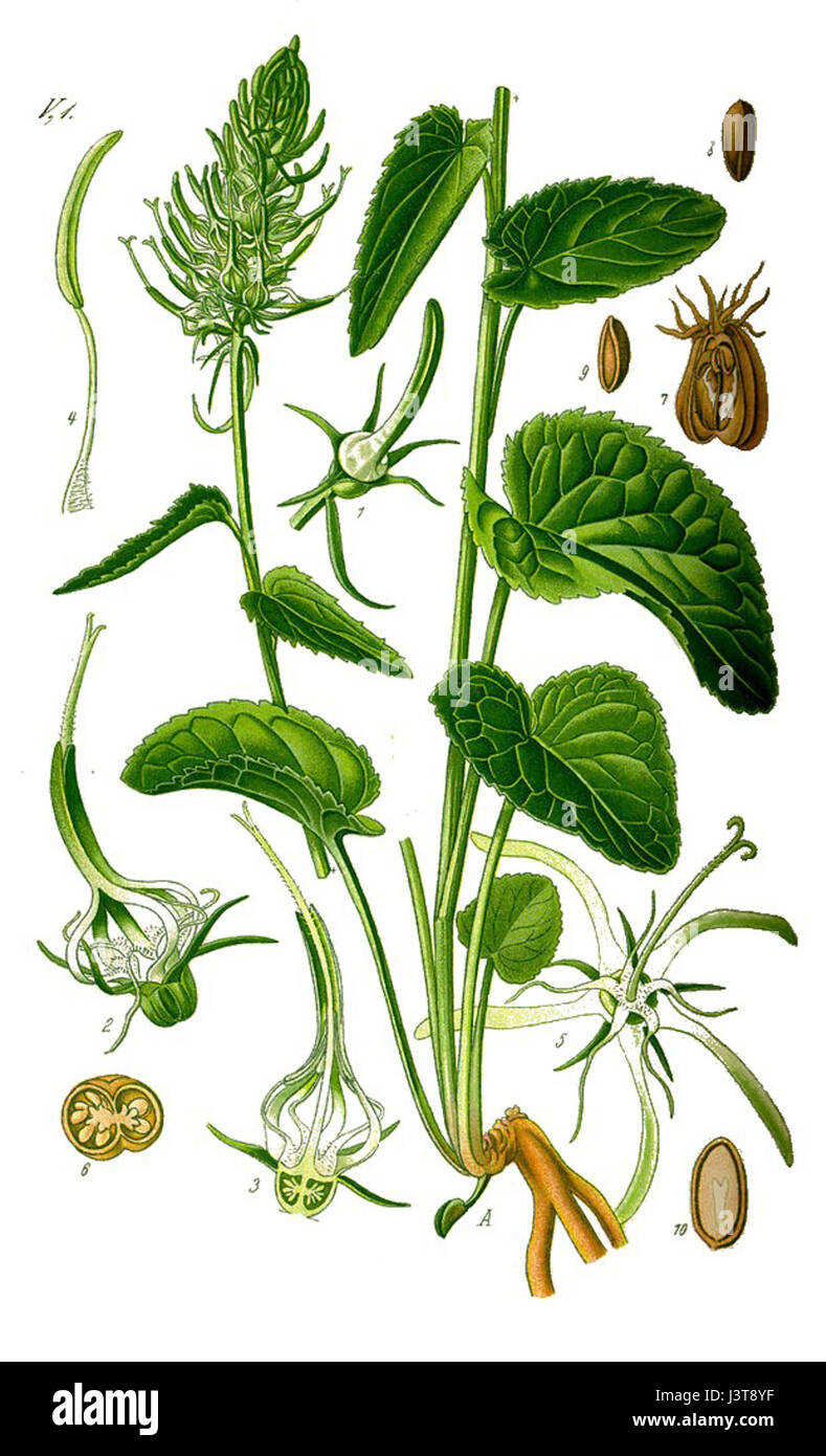 L'illustrazione mostra Phyteuma spicatum, noto anche come r,spiked, una specie vegetale originaria dell'Europa. La pianta presenta fiori a punta ed è comunemente presente nelle regioni alpine e montane. Foto Stock