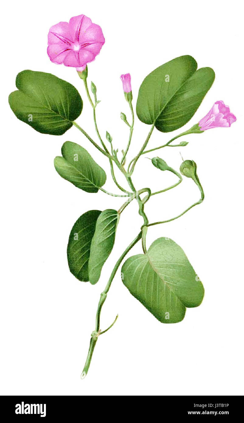 Ipomoea pes-caprae, nota anche come piede di capra, è una specie di piante costiere originaria delle regioni tropicali e subtropicali. È conosciuta per le sue vigne ad ampia diffusione e le foglie a forma di cuore. Foto Stock Ipomoea pes-caprae, nota anche come piede di capra, è una specie di piante costiere originaria delle regioni tropicali e subtropicali. È conosciuta per le sue vigne ad ampia diffusione e le foglie a forma di cuore. Foto Stock