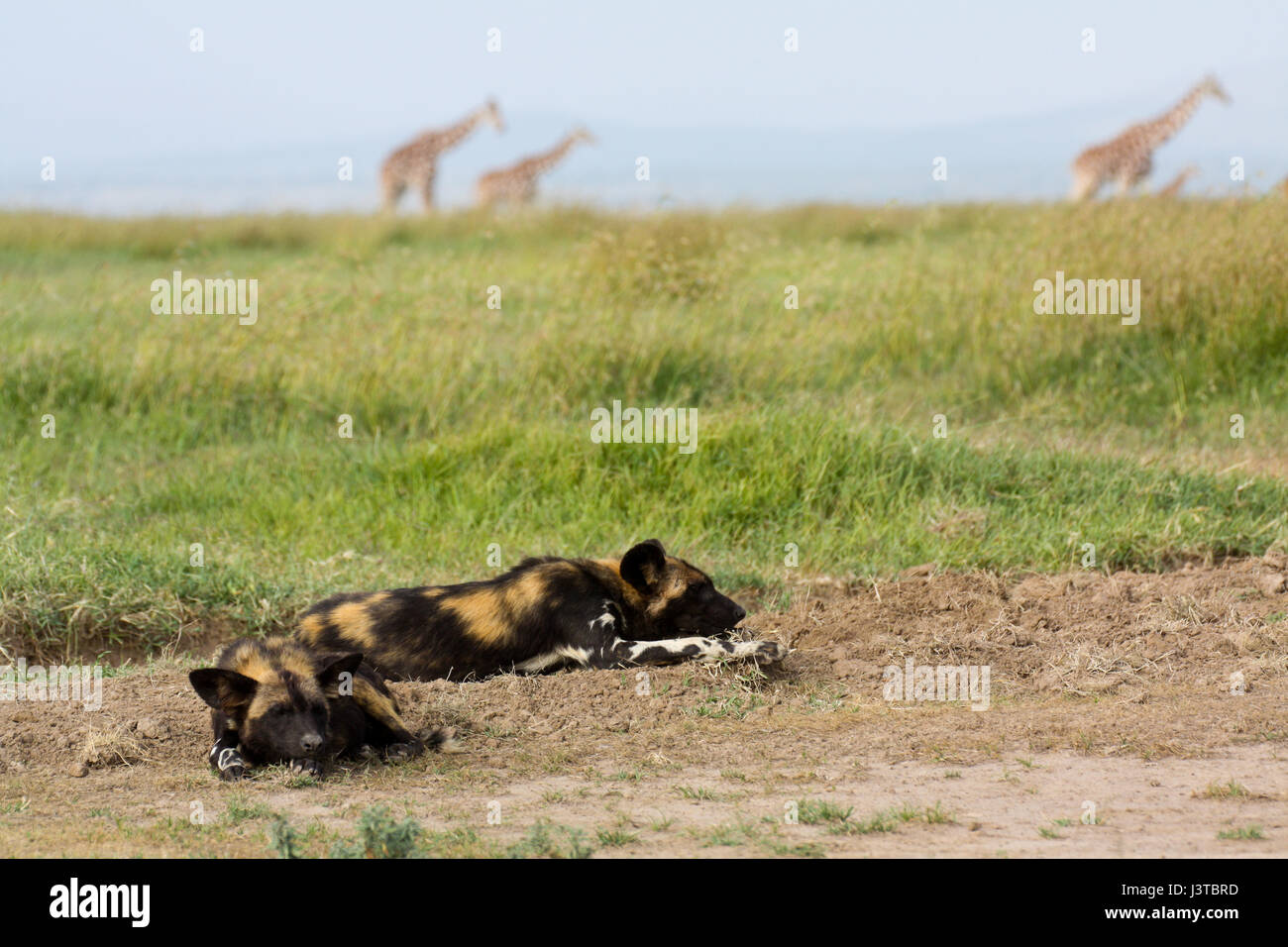 Due Paesi africani cani selvatici (Lycaon pictus) pan in primo piano mentre le giraffe (Giraffa camelopardalis) processo in background. Ol Pejeta Conservancy, Foto Stock