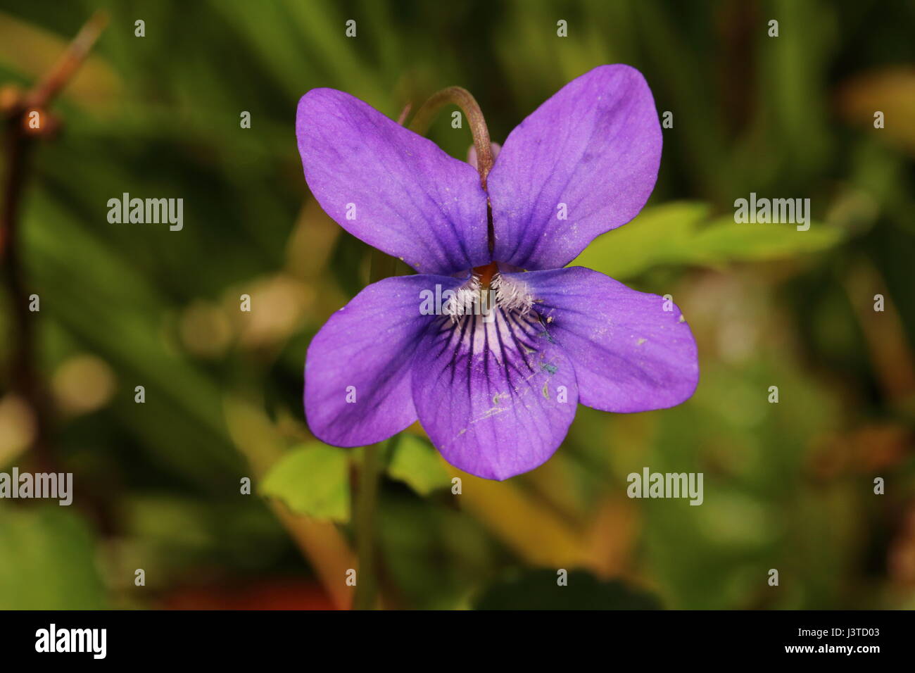 Cane comune-violetta Foto Stock