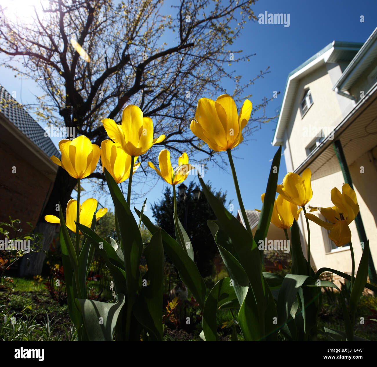 Primo piano ampio angolo foto di tulipani gialli a giardino, molla Foto Stock