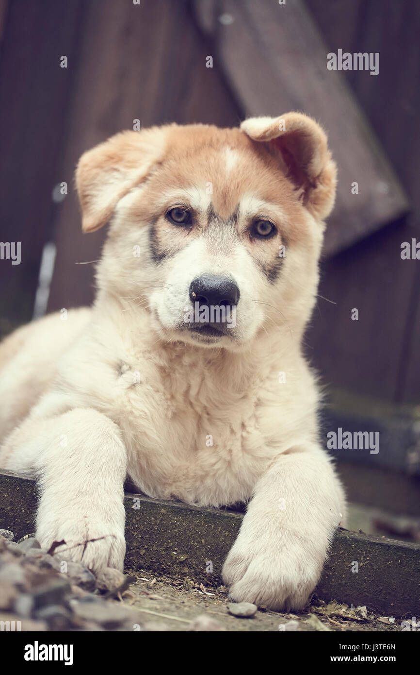 Northern Inuit cucciolo in giardino Foto Stock