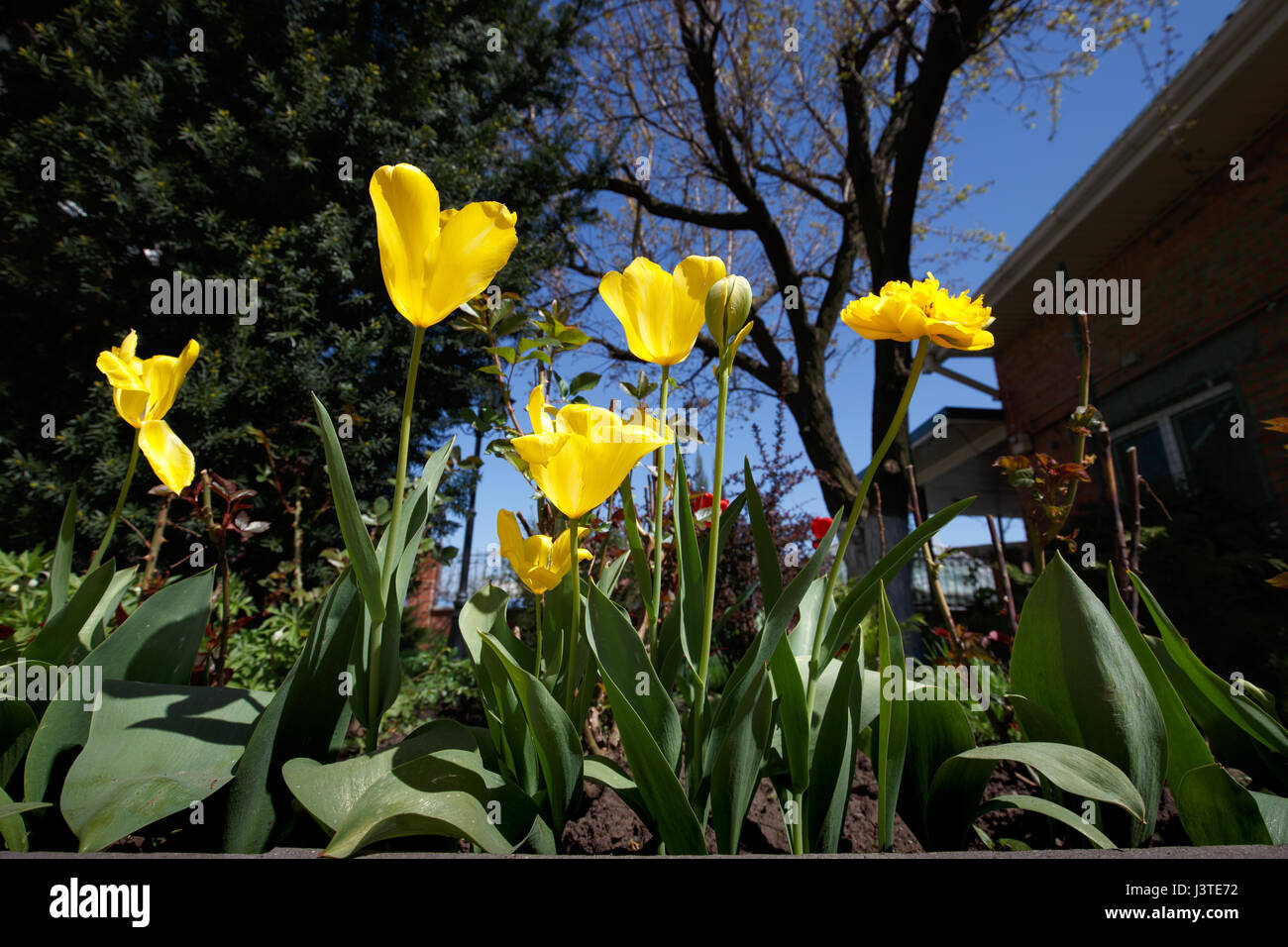 Primo piano ampio angolo foto di tulipani gialli a giardino, molla Foto Stock