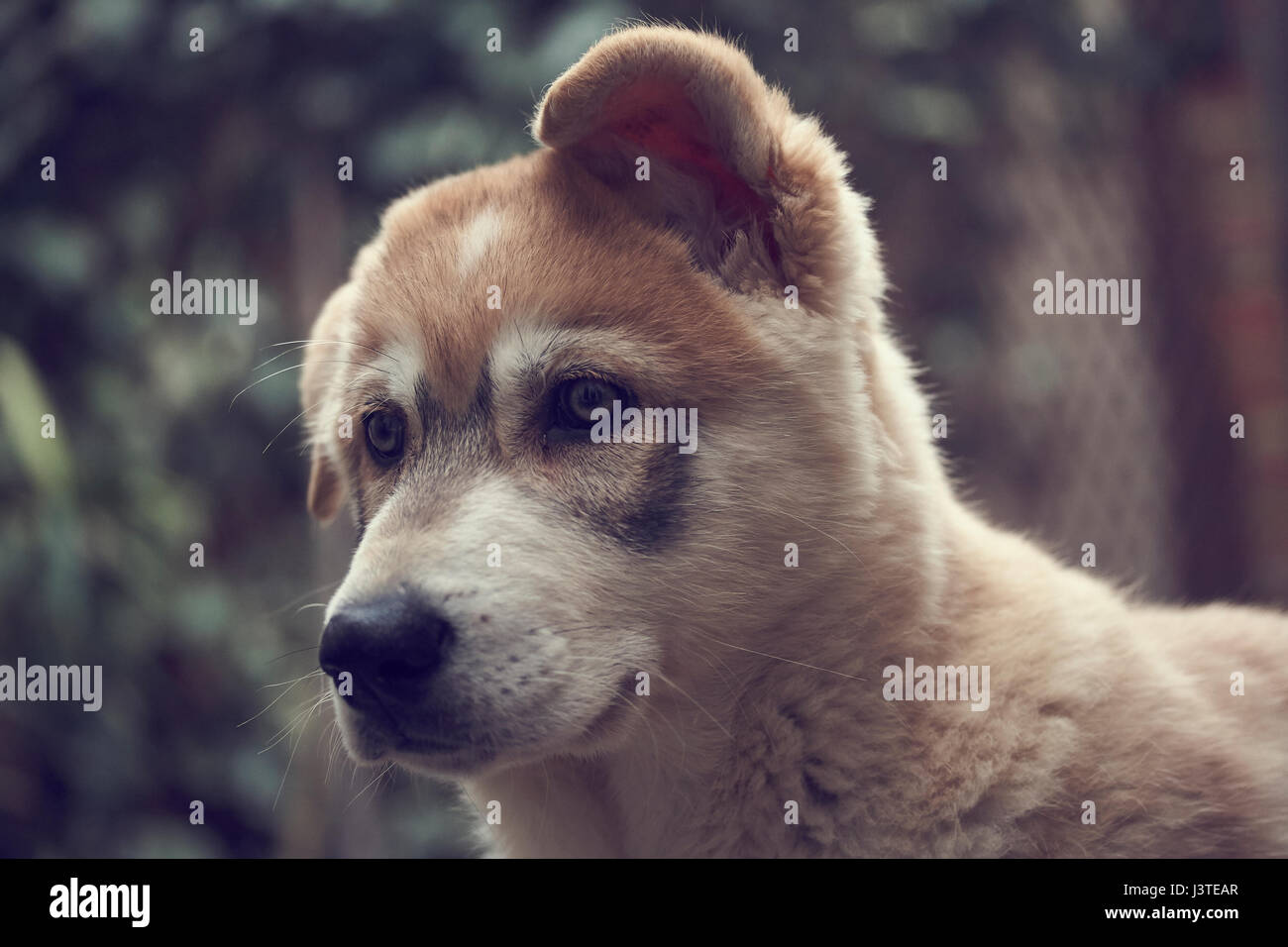 Northern Inuit cucciolo in giardino Foto Stock