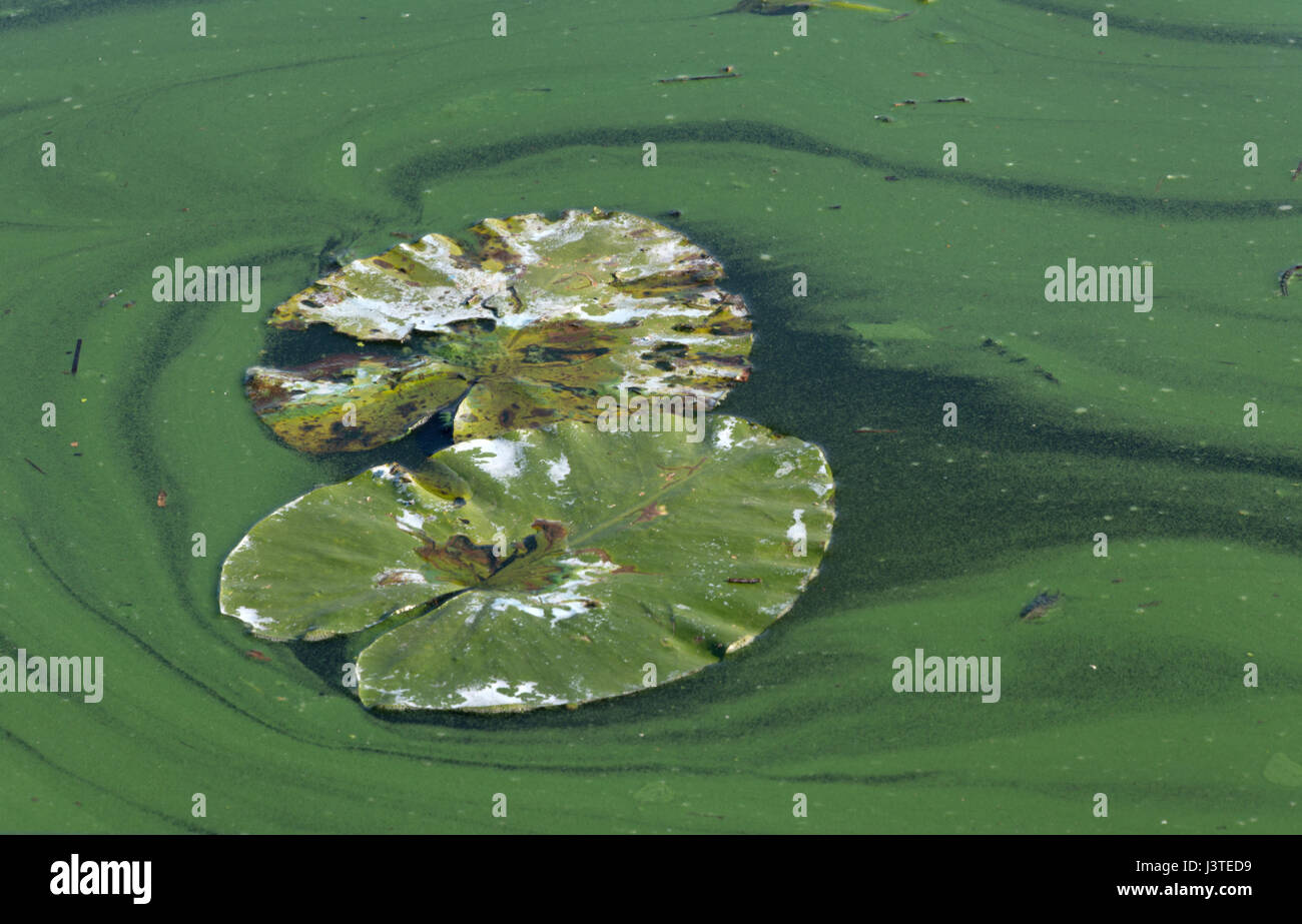 Tamponi di ninfea crescente nel mezzo di olio da imbarcazioni, sul fiume Elba, Amburgo, Germania. Foto Stock
