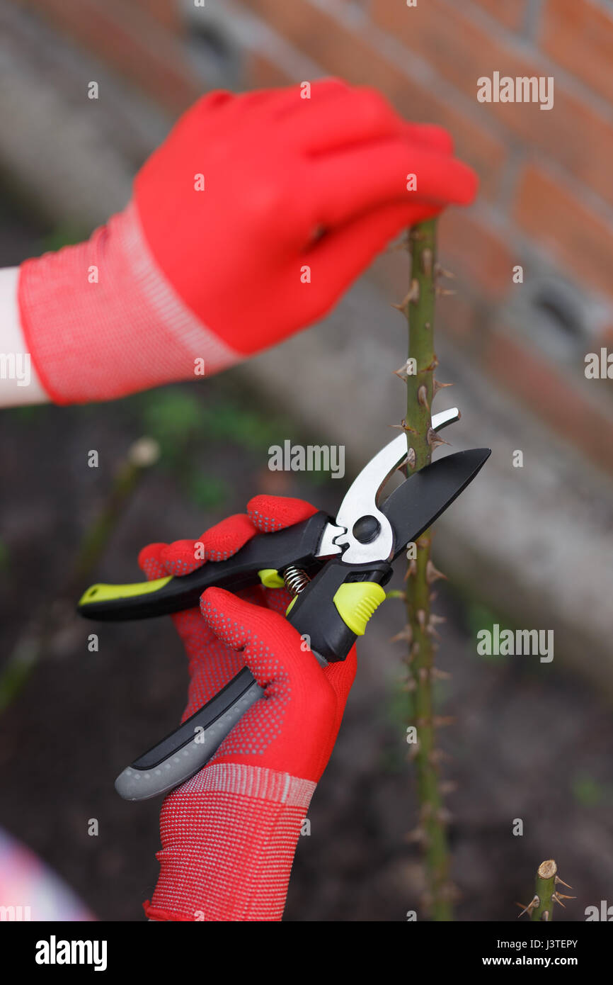 Ragazza taglia o i rivestimenti della bussola con tagliasiepe nel giardino. Foto Stock